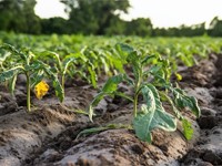 5 cuestiones fundamentales en el arrendamiento de fincas