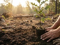 ¿Cómo saber cuándo es la mejor época para plantar?