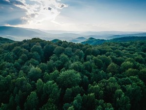 ¿Conoce los Certificados PEFC y FSC? ¡Los tenemos!