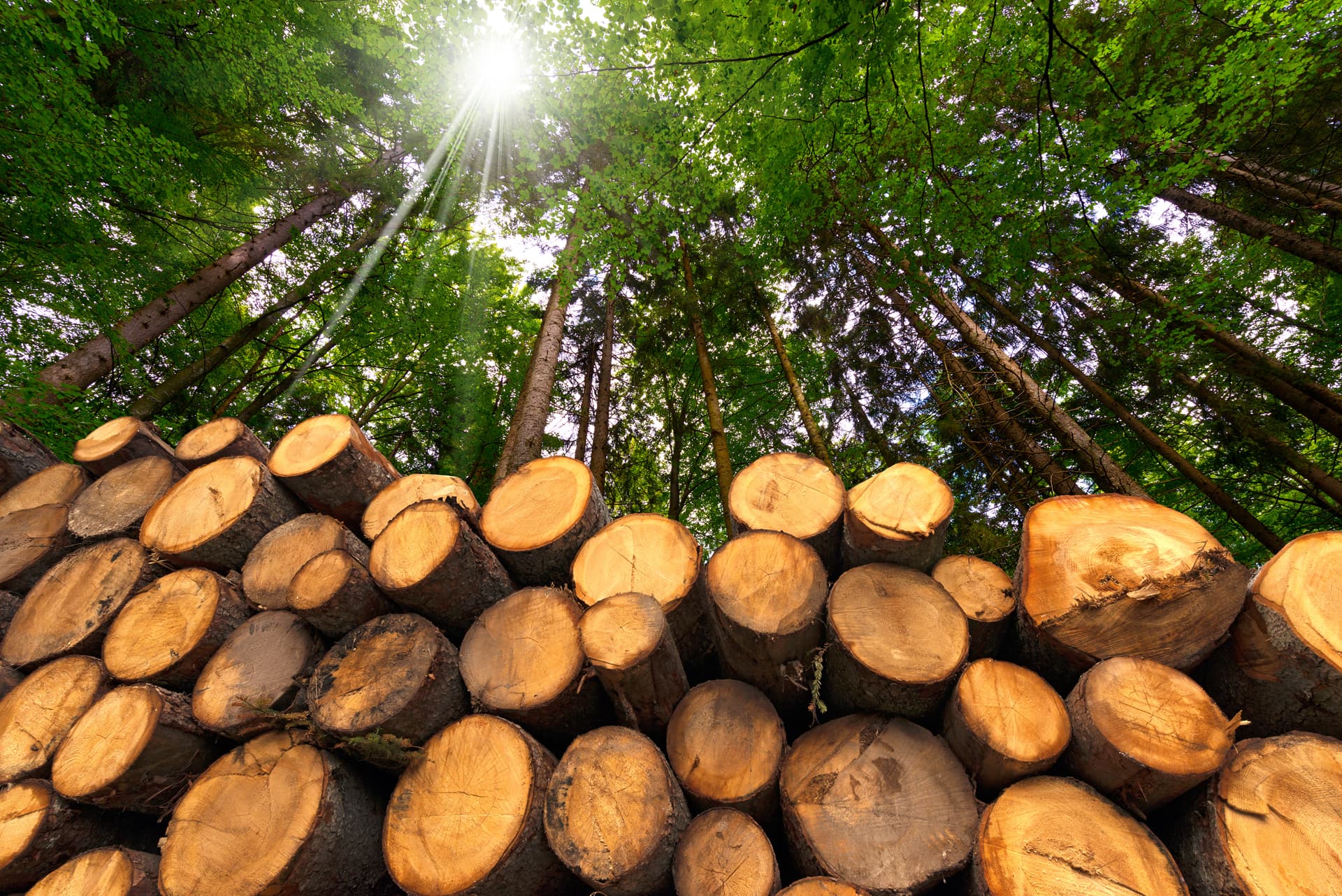 Compraventa de madera en Galicia