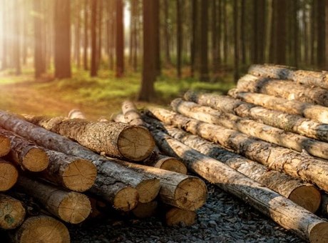 Norgal Forestal: líder en compra y venta de madera en Galicia
