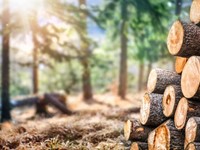 ¿Tiene una finca con árboles? ¡Compramos su madera!