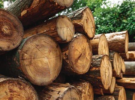 Venda su pino en carretera al mejor precio del mercado gallego