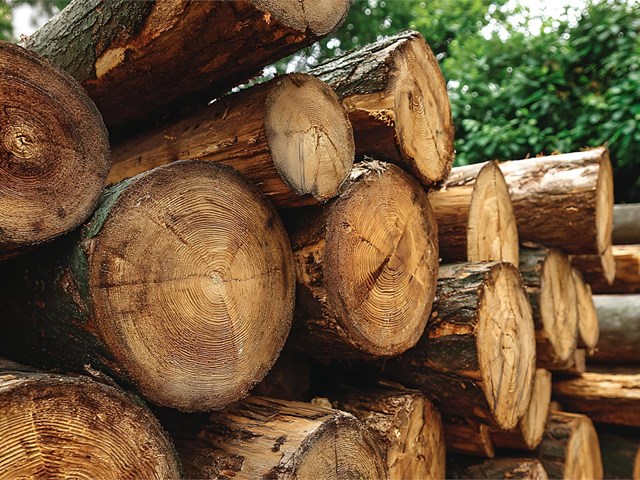 Venda su pino en carretera al mejor precio del mercado gallego